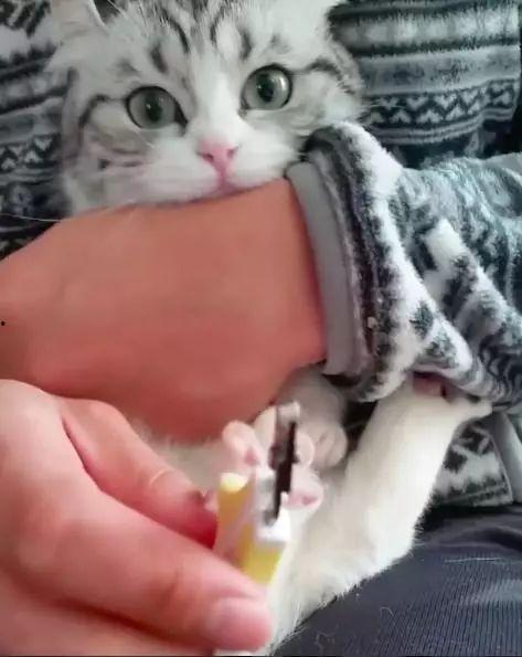 娱乐吃瓜酱剪猫